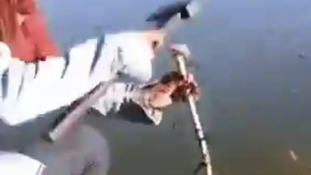 Легкий способ поймать рыбу. смотреть онлайн