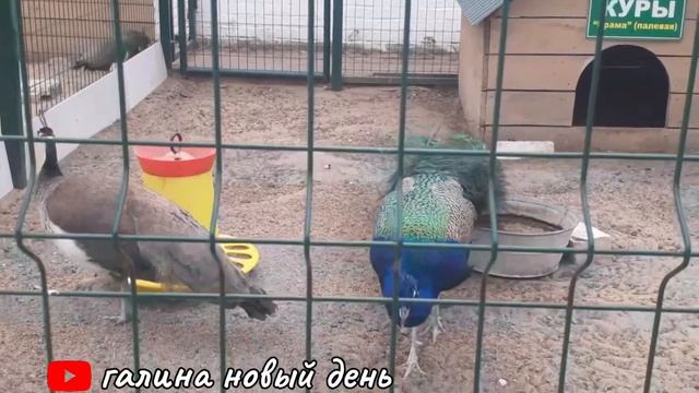 г.Муром.Спасо-преображенский мужской монастырь. смотреть онлайн