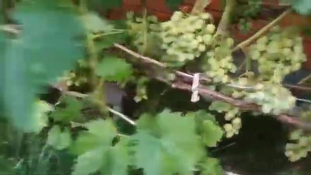 Виноград Аркадия. Виноградник Шакуровых. Ульяновская область р.п. Цильна смотреть онлайн