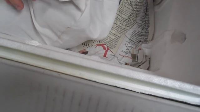 Unboxing Female Red Bull Blood Python! смотреть онлайн