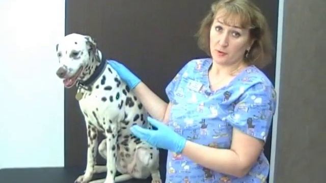 Как сделать подкожный укол животным смотреть онлайн