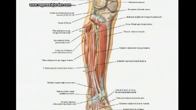 Bol je dragocena psihofiziološka pojava. Nemedikamentozno tretiranje bola. смотреть онлайн
