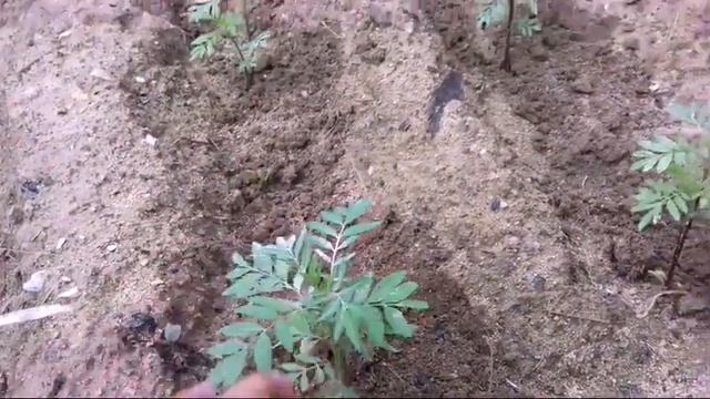 Cultivo de cempasuchil - flor de muerto (Tagetes erecta) смотреть онлайн