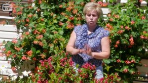 Цветущие кустарники ? Вейгела бристоль руби ? Украшаем сад огород с hitsadTV