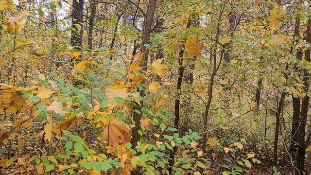 Сердцу говорил он мягким голосом:"Хочешь, я тебя озолочу!" смотреть онлайн