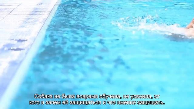 Агрессия у собак: почему проявляется и что с ней делать? смотреть онлайн