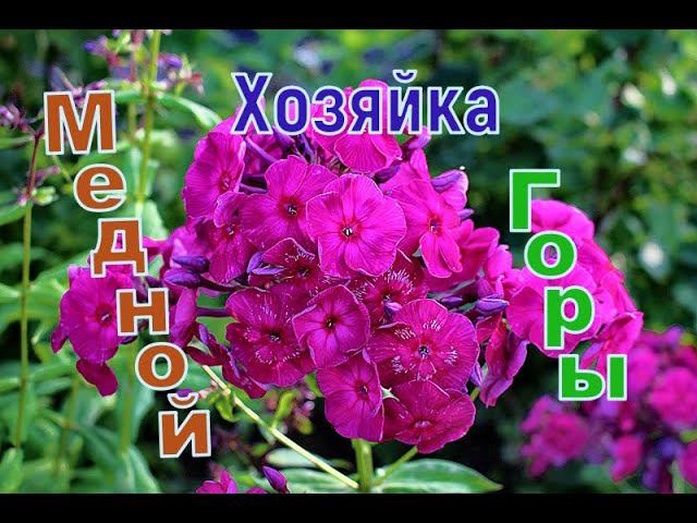 Флокс Хозяйка Медной Горы смотреть онлайн