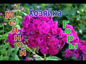 Флокс Хозяйка Медной Горы