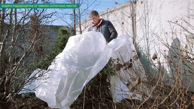 Готовим сад к зиме. Защита рододендронов в саду от зимних солнечных ожогов. смотреть онлайн