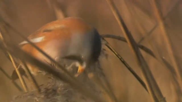 Тайная жизнь птиц Уэльса. ч.5 Созданные для жизни в Уэльсе смотреть онлайн