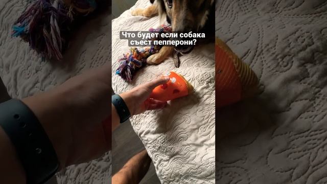 Что будет если собаке дать кусок пепперони? смотреть онлайн