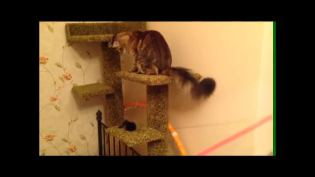 PCA Выставка кошек online Аво-Жасмин Лотос смотреть онлайн