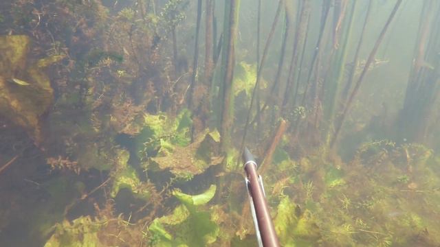 Подводная охота - ИЮЛЬ (часть 2) смотреть онлайн