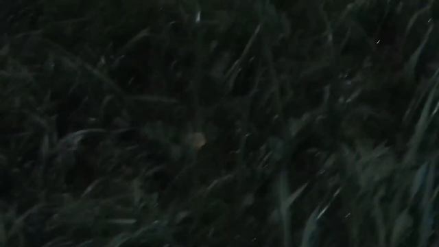 ??Берёзовый сок.?? Прикол.