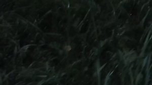 ??Берёзовый сок.?? Прикол.