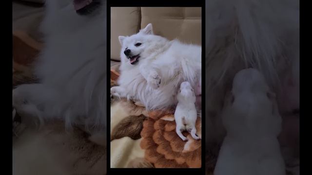 щенки Японского Шпица Свободны для РЕЗЕРВИРОВАНИЯ 4девочки смотреть онлайн