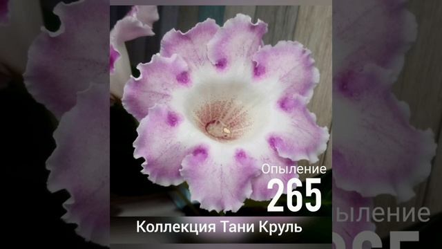 Семена Глоксинии, Новые Опыления, Осень 2021