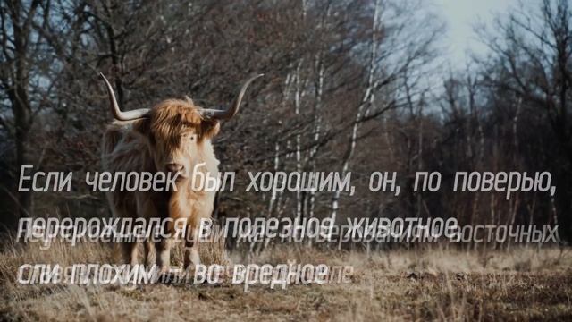 Верно ли поверье древних славян, что души родственников вселяются в животных и находятся рядом? смотреть онлайн
