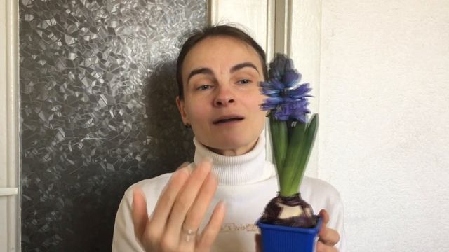Мой первый гиацинт. Уход в домашних условиях. смотреть онлайн
