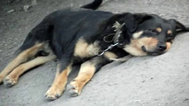 Собака Улыбаеться смотреть онлайн