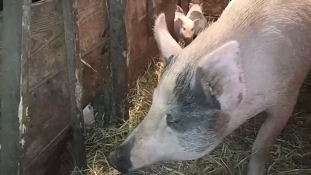 СВИНЬИ,КАК НЕ БИЗНЕС.. смотреть онлайн