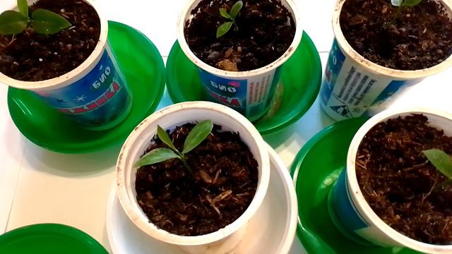 Выращиваю оранжевый лимон в домашних условиях 3 смотреть онлайн