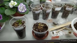 Сажаем клубни Глоксиний.