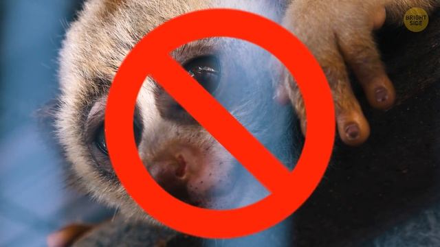 11 Cute Animals With Hidden Dangers You Should Know смотреть онлайн