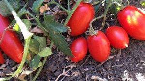 Семена из гибридных томатов брисколино f1