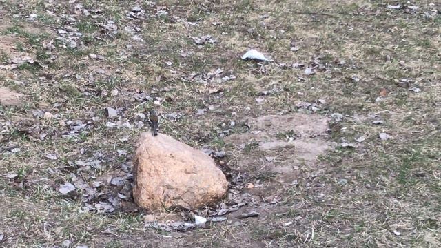 птичка невеличка) смотреть онлайн