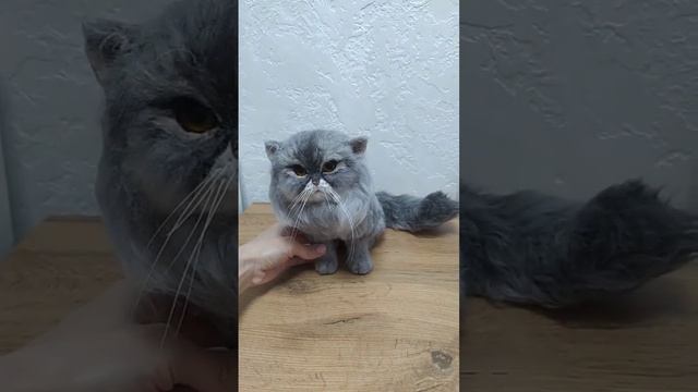 игрушка из шерсти по фото котика #валяние #ручнаяработаназаказ #cat смотреть онлайн