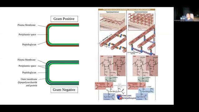 Механизмы действия антибиотиков. Механизмы формирования АБ-резистентности | лекция 4 | Pharm Scienc смотреть онлайн