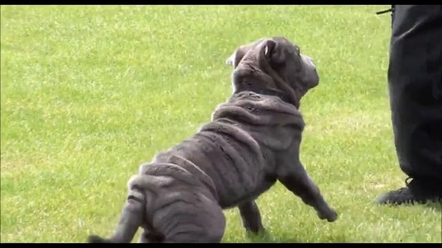 ТОП-10 ЛУЧШИХ ПОРОД СОБАК ДЛЯ ОХРАНЫ ЧАСТНОГО ДОМА/ЛУЧШИЕ СОБАКИ ДЛЯ ЗАЩИТЫ смотреть онлайн