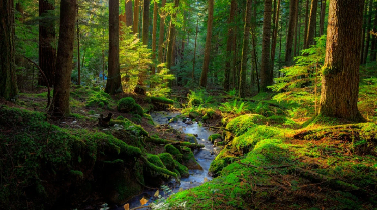 Красивый лесной ручей с плавным течением. Успокаивающие звуки природы ✦ Звуки леса и пение птиц смотреть онлайн