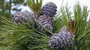 ВЛАДИМИР  МЕГРЕ   "ЗВЕНЯЩИЕ КЕДРЫ РОССИИ"