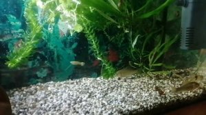 Речная рыба в аквариуме. Как содержать карасей в аквариуме. Самый простой способ