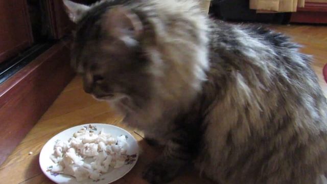 Кот Тихон 24.03.2022. Попугаи на видео тоже есть.Tikhon The Cat.