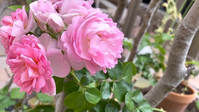 Arborose Jasmina Climber Rose in California Morning Ray смотреть онлайн