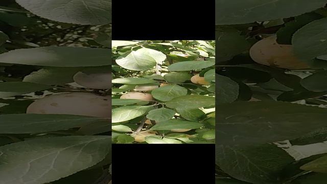 26.08.2024 слива Белая Медовая 9 летка