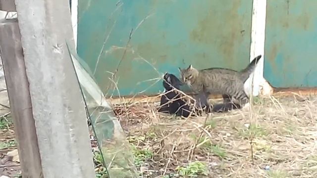 Жесткая драка котов смотреть онлайн