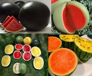 Этот парень знает как вырастить АРБУЗ