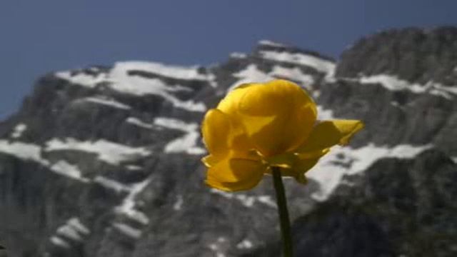 Trollblume Trollius europaeus Blüte Berg Schnee Hoher Göll Berchtesgadener Land 2006 HDV смотреть онлайн