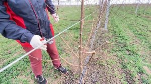 ОБРЕЗКА ПЕРСИКА ВЕСНОЙ