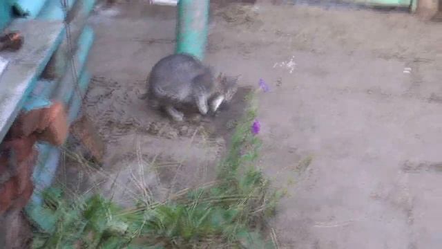 Приручить дикую кошку. Маруся и "монстр". смотреть онлайн