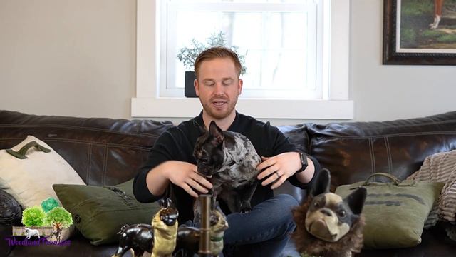 French Bulldog vs Boston Terrier: What's the Difference Between them? смотреть онлайн