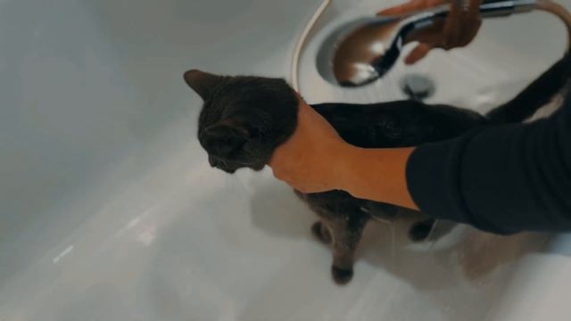 ПЕРВЫЙ РАЗ КУПАЕМ КОШКУ БОНЮ ЧТО ПРОИЗОШЛО? подарили ей новое украшение #животныедлядетей #дети смотреть онлайн