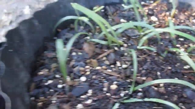 Amaryllis (Hippeastrum) taken out of dormancy and also when to repot seedlings смотреть онлайн