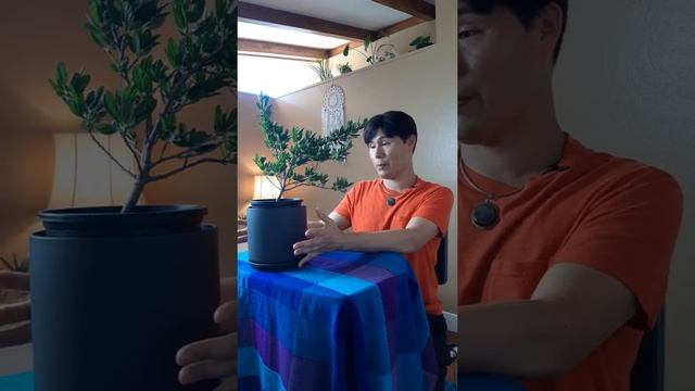 Ceanothus care - Ceanothus Blue Ray смотреть онлайн