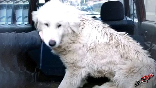Собака была сильно напугана и выбежала на оживленную дорогу... смотреть онлайн