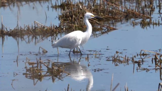 Snowy Egret: Identification and hunting behaviors to look for! смотреть онлайн